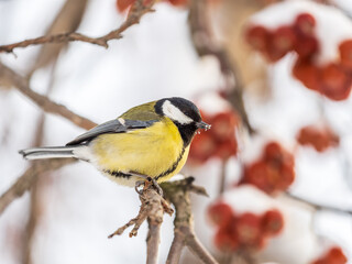 Cute bird Great tit, songbird sitting on a branch without leaves in the autumn or winter.