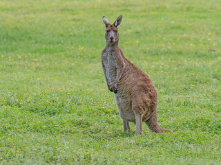 Western Grey Kangaroo