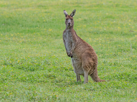 Western Grey Kangaroo