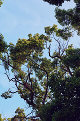 Trees branches foliage sky canopy leaves nature green in an upward view of forest treetops with sunlight and textured bark, peaceful outdoor scene showing layered crowns and airy blue sky