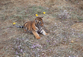 A tiger cub sits on dry grass