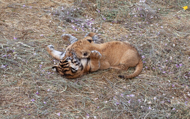 lion cub and tiger cub playing on dry grass