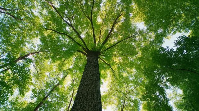 Tall trees reach for the sky as sunlight filters through the leaves in a serene park setting. Sunlight breaks through vibrant leaves as tall trees tower above in a peaceful park. Birds fly among branc