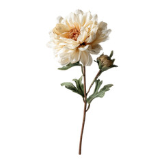 Elegant creamy blossom, with bud, stem and leaves, black background