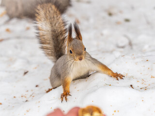 The squirrel in winter sits on white snow.
