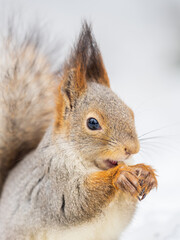 Obraz premium The squirrel in winter sits on white snow.