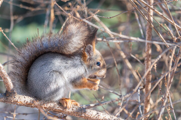 The squirrel with nut sits on tree in the winter or late autumn