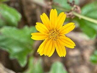 Vibrant yellow flower of Sphagneticola trilobata (Singapore daisy/creeping-oxeye) in full bloom, centered over a soft, blurred background.