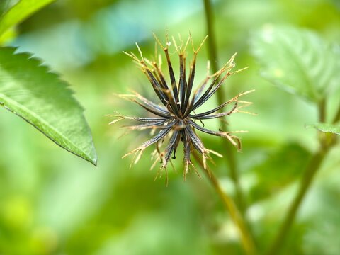A close-up of the star-like, barbed seed head (achene) of Bidens pilosa (black-jack/cobbler's pegs) against a green background.