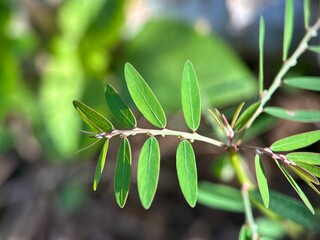 Close-up of a branch with smooth, oval, green leaves, typical of certain Phyllanthus species. The leaves are arranged alternately on the stem.