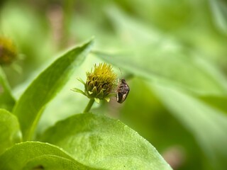 A small brown shield bug is perched on the developing yellow flower head of a wild plant, likely in the Asteraceae family. Insect and plant interaction.