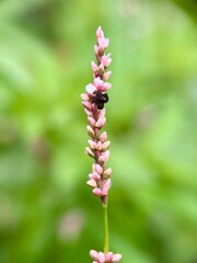 Spiky pinkish-red inflorescence of a plant, likely Persicaria or Polygonum species, standing tall against a soft green background. Wild flower detail.