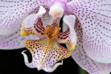Close-up of a spotted orchid flower with purple and yellow patterns on white petals