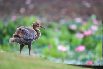 Naklejka premium The sarus crane is a rare, large bird that lives in wetlands and organic rice fields in Buriram Province, Thailand. 