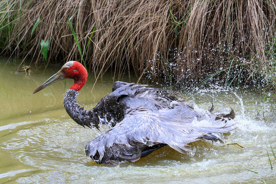 The sarus crane is a rare, large bird that lives in wetlands and organic rice fields in Buriram Province, Thailand. 