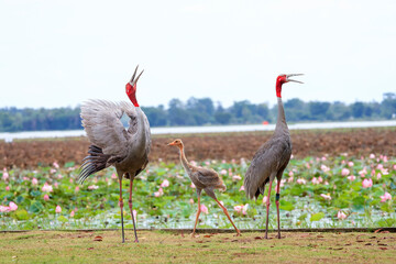 Obraz premium The sarus crane is a rare, large bird that lives in wetlands and organic rice fields in Buriram Province, Thailand. 