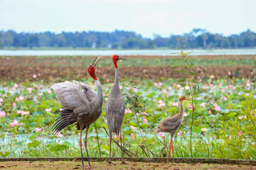 Obraz premium The sarus crane is a rare, large bird that lives in wetlands and organic rice fields in Buriram Province, Thailand. 
