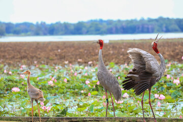 Obraz premium The sarus crane is a rare, large bird that lives in wetlands and organic rice fields in Buriram Province, Thailand. 