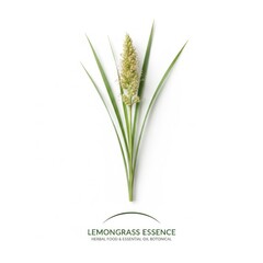 Green wheat ears isolated on white for agriculture, food, and healthy summer growth