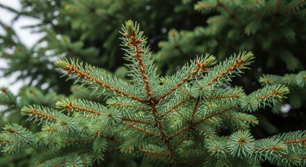 close up of pine needles