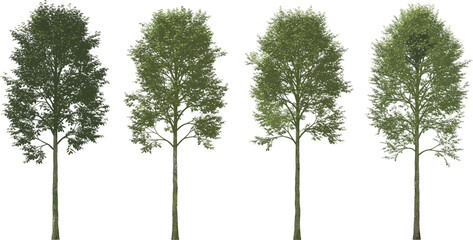 Tree illustration set, foliage density variations, environmental design elements, botanical vector, landscaping concept, seasonal growth stages, nature clipartTree illustration set, foliage density va