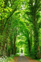 Green Forest Tunnel Road &ndash; Peaceful Nature Landscape