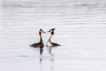 Fototapeta premium Mating games of two water birds Great Crested Grebes. Two waterfowl birds Great Crested Grebes swim in the lake with heart shaped silhouette