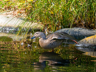 水辺のカルガモ