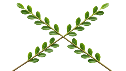 Green leafy branches forming a cross shape isolated on transparent background isolated on transparent background