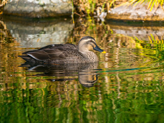 水辺のカルガモ