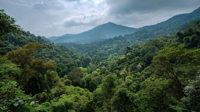 tropical rainforest landscape in asia with lush green canopy trees, dense jungle forest, mountain views, and serene outdoor nature environment ideal for relaxation, spa, yoga, and holiday retreat - Powered by Adobe
