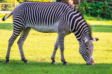 Naklejka premium Grevy's zebra, lat Equus grevyi, also known as the imperial zebra eats green grass.