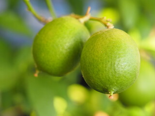 ライム　ファンタジーコルシカ