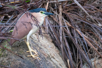 Nankeen night heron (Nycticorax caledonicus), Perth, Western Australia