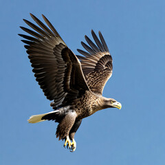 Obraz premium american bald eagle