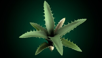 Agave plant anatomy. 3d illustrations