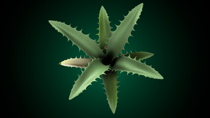 Agave plant anatomy. 3d illustrations