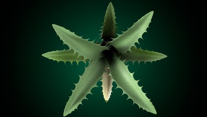 Agave plant anatomy. 3d illustrations