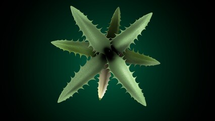 Agave plant anatomy. 3d illustrations