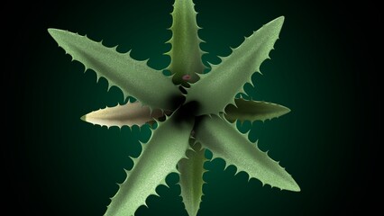 Agave plant anatomy. 3d illustrations