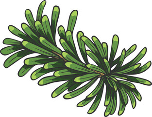 Balsam fir tree branch hand drawn vector illustration, conifer evergreen plant botanical sketch, Christmas decoration