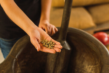 Harvesting coffee beans manually for traditional processing