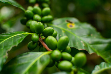 Green coffee beans growing on a branch