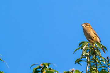 枝にとまるモズ