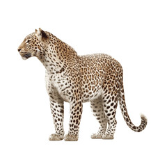 Fototapeta premium Leopard big cat standing showing spotted fur looking left