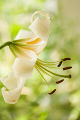 Lady Alice Lily Flower Facing Sideways. Turk’s Cap Tigrinum Lily, Lady Alice.  Henry's Lily