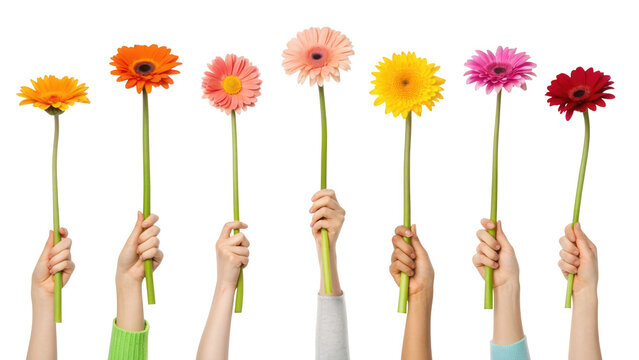 Hands holding colorful gerbera daisies, isolated on transparent background isolated on transparent background