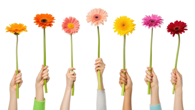 Hands holding colorful gerbera daisies, isolated on transparent background isolated on transparent background - Powered by Adobe