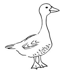 Poultry yard, goose, bird. Farm animals. Wild nature. Simple hand-drawn vector illustration with a black outline. Ink sketch.