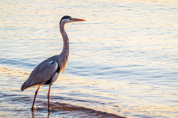 A heron hunting in the sea. Grey heron on the hunt